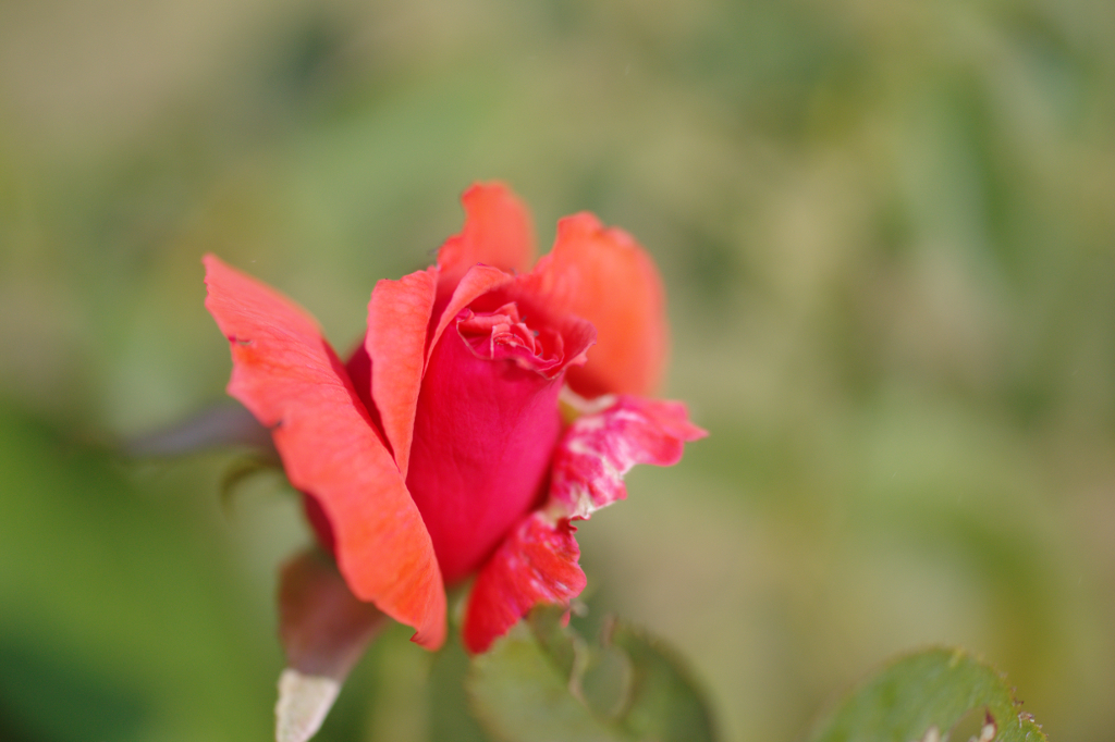 DSC0535.ARW_8N0YNY.jpg