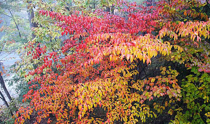 1310BrilliantLeaf.jpg (152737 oCg)