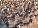 手賀沼の野鴨