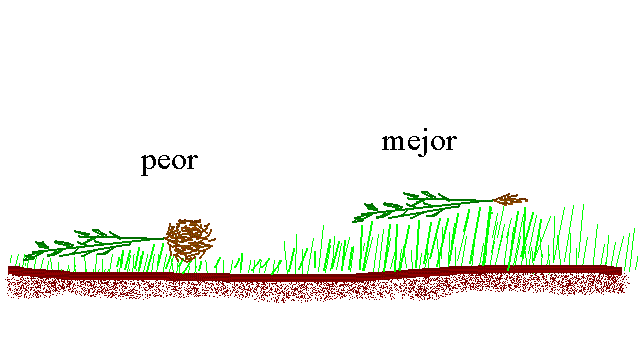 Se quita la tierra de las raíces y se pone encima del pasto.
