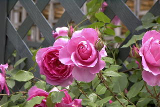 せめて花を せめて花を