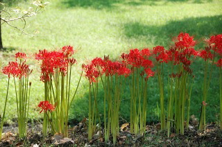 曼珠沙華
