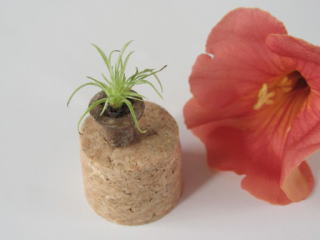 Id
