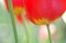 springcolor_07