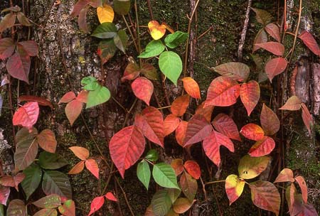 fall_03