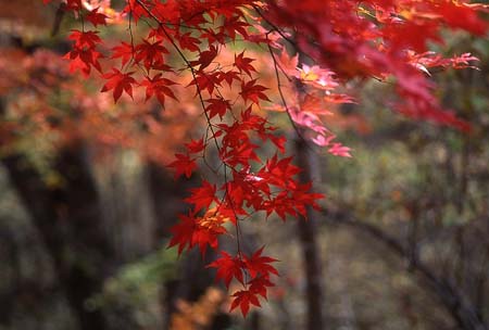 fall_09