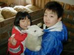 lamb