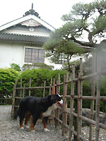 Ȃ񂩕Iɉ摜ڂĂ`i썰Hj