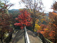 炪ō