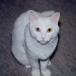 ꂢȎq