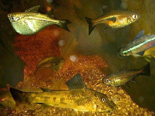 アクアテラの魚達