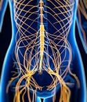 脊髄と神経