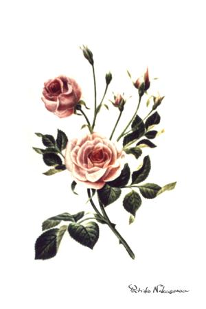 rosepink