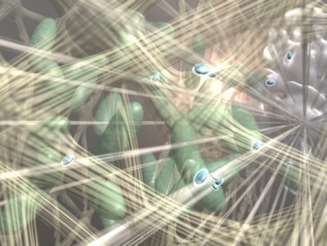 cell
