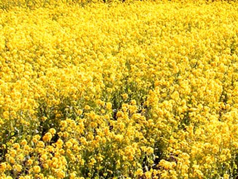 rape blossom