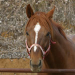 �A�T�J�z�}��