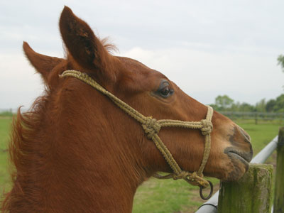 �J���R�E�o�C2004