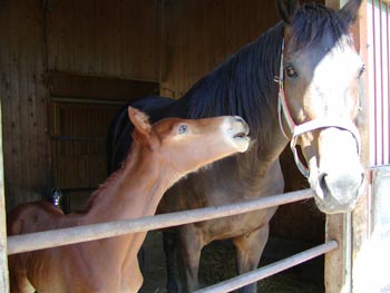�L���E���v�e�B�b�g2002