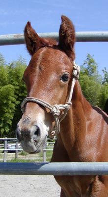 �L���E���v�e�B�b�g2002