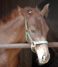�L���E���v�e�B�b�g2002
