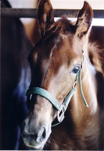 �L���E���v�e�B�b�g2002