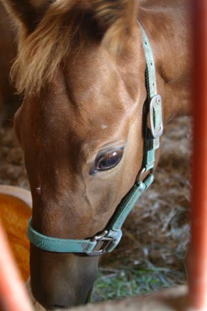 �L���E���v�e�B�b�g2002