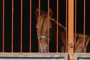 �L���E���v�e�B�b�g2002