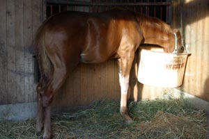 �L���E���v�e�B�b�g2002