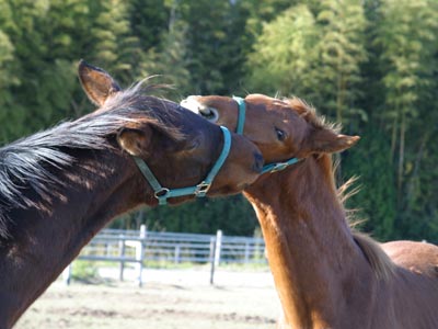 �L���E���v�e�B�b�g2002