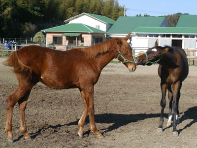 �L���E���v�e�B�b�g2002
