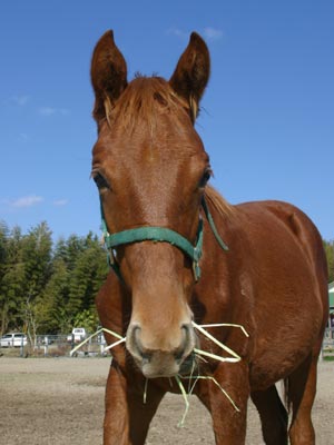 �L���E���v�e�B�b�g2002