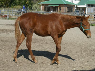 �L���E���v�e�B�b�g2002
