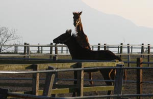 �L���E���v�e�B�b�g2002