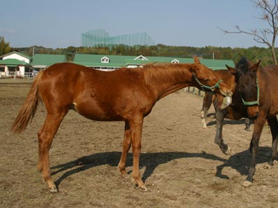 �L���E���v�e�B�b�g2002