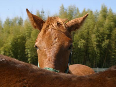�L���E���v�e�B�b�g2002