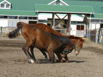 �L���E���v�e�B�b�g2002