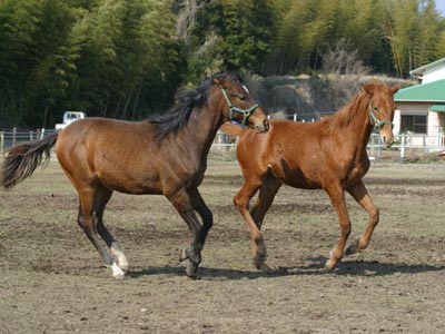 �L���E���v�e�B�b�g2002