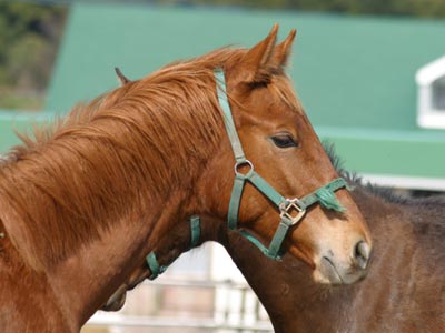 �L���E���v�e�B�b�g2002