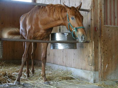 �L���E���v�e�B�b�g2002