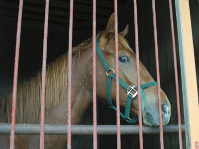�L���E���v�e�B�b�g2002