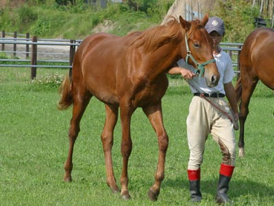 �L���E���v�e�B�b�g2002