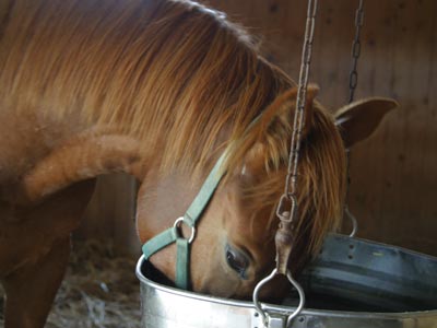 �L���E���v�e�B�b�g2002