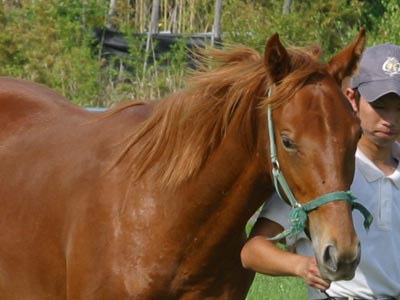 �L���E���v�e�B�b�g2002