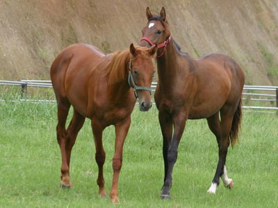 �L���E���v�e�B�b�g2002