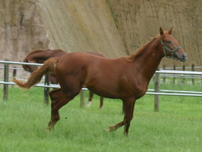 �L���E���v�e�B�b�g2002