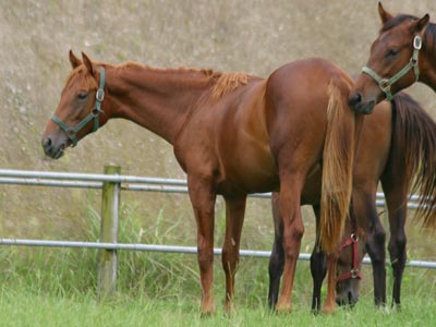 �L���E���v�e�B�b�g2002