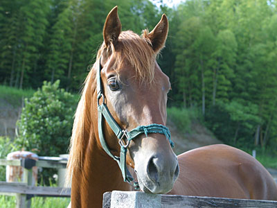 �L���E���v�e�B�b�g2002