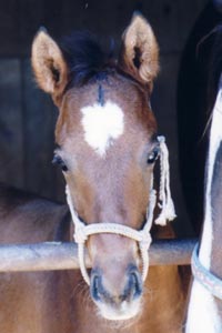 �N�B�[���w�C���[2002