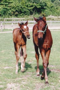 �N�B�[���w�C���[2002�ƃJ���R�E�o�C2002