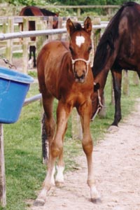 �N�B�[���w�C���[2002